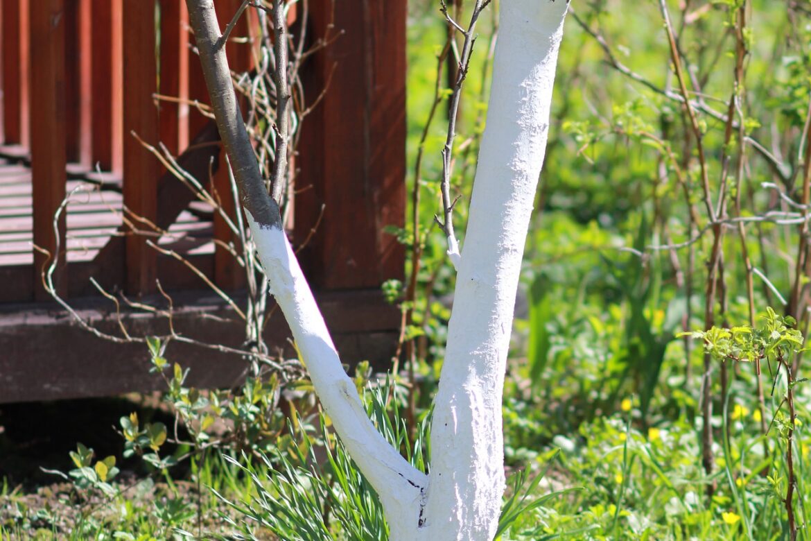 Bílení stromů jako ochrana proti mrazu a slunci