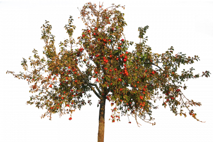 Seminář – Roubování a péče o ovocné stromy